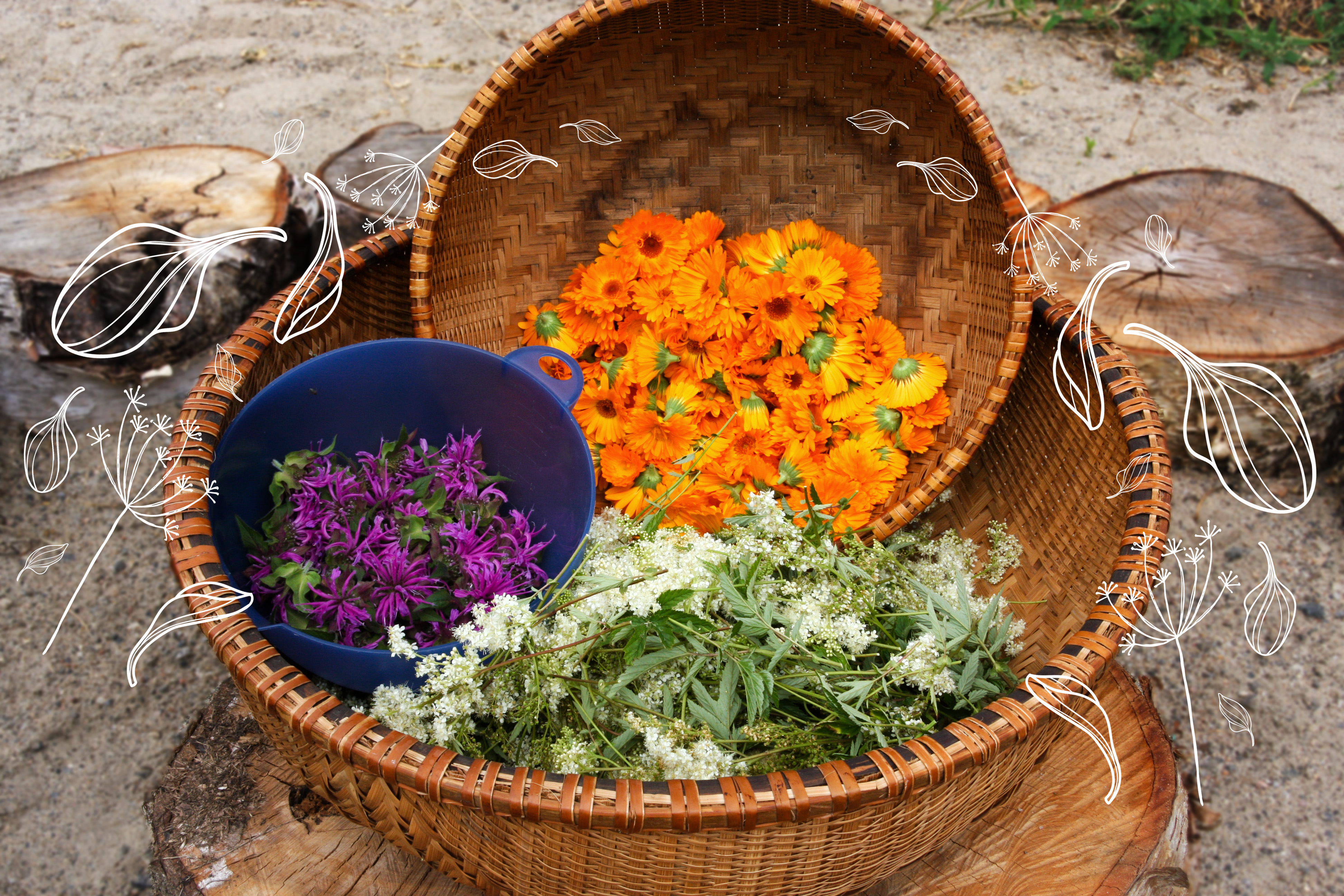 25 plantes médicinales à connaître